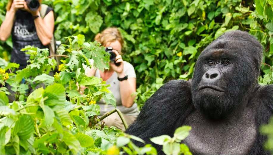What are the rules for photographing gorillas?