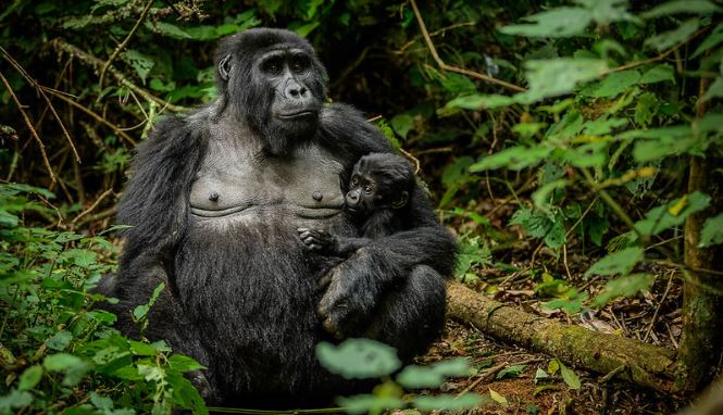 What are the rules for photographing gorillas?