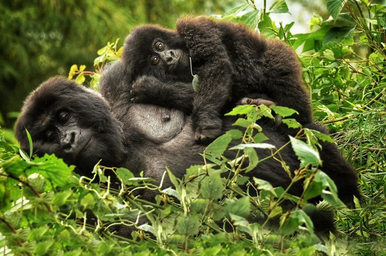 What gear do I need for gorilla trekking in Rwanda?