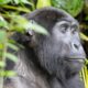 What gear do I need for gorilla trekking in Rwanda?
