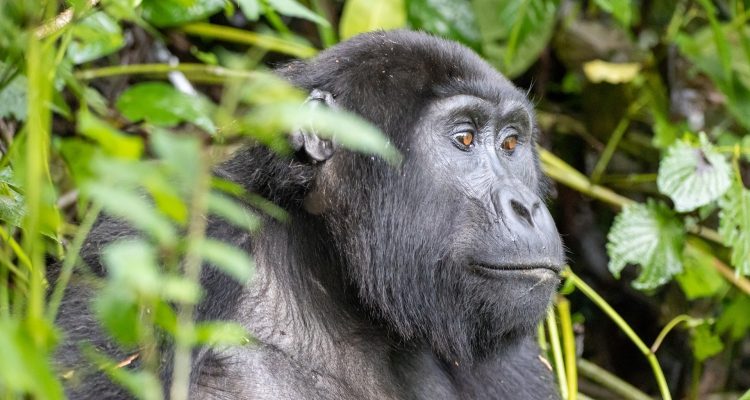 What gear do I need for gorilla trekking in Rwanda?