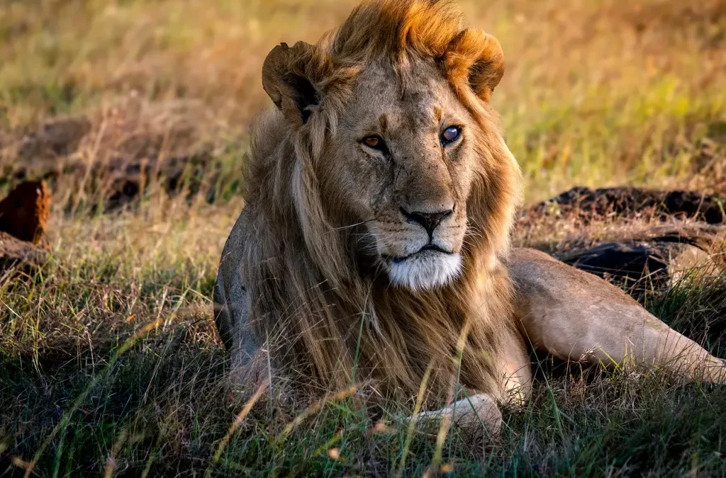 What makes the Maasai Mara famous?