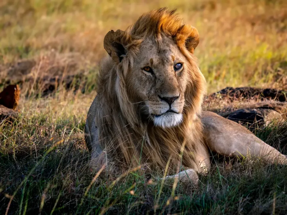 What makes the Maasai Mara famous?
