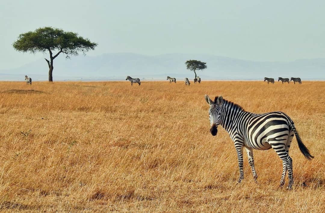 What’s included in an all-inclusive Kenya safari?