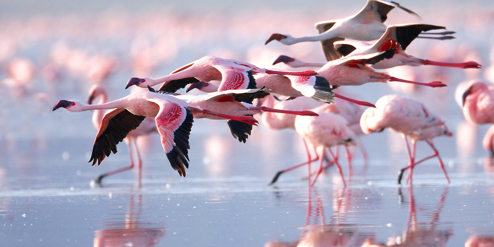 What’s special about Lake Nakuru’s flamingos?