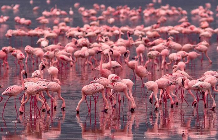 What’s special about Lake Nakuru’s flamingos?