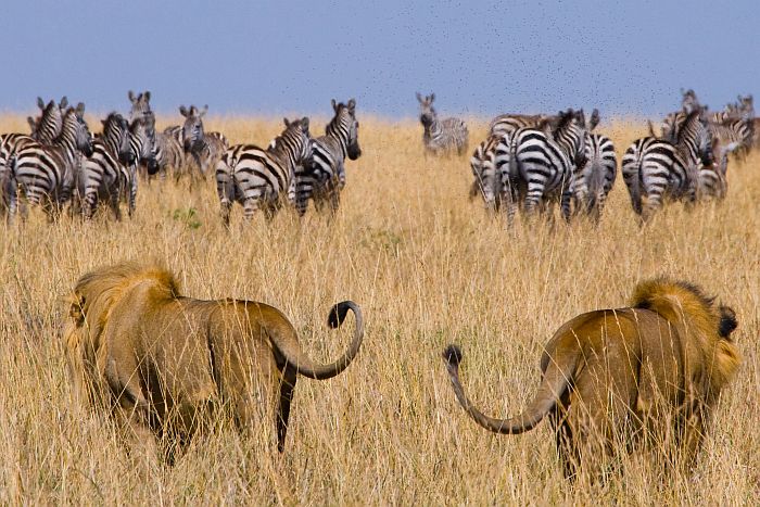 What’s the best 7-day Kenya safari itinerary?