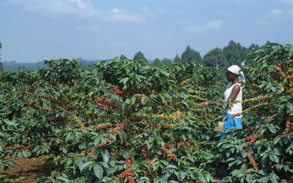 What’s the best coffee in Kenya?
