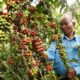 What’s the best coffee to buy in Uganda?