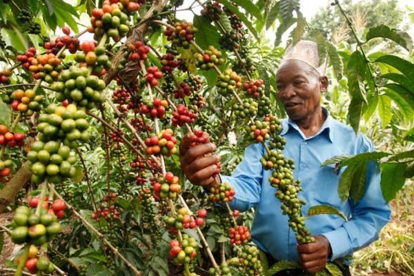 What’s the best coffee to buy in Uganda?