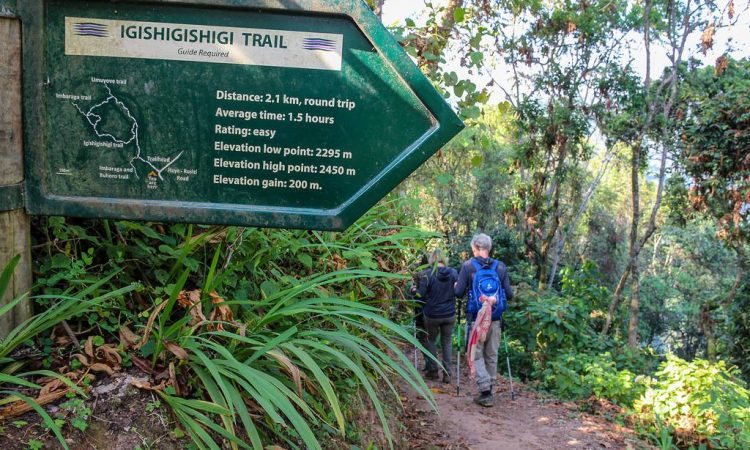 What’s the best hiking trail in Nyungwe?