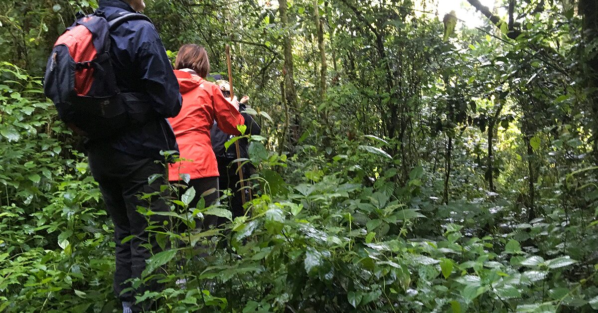 What’s the best hiking trail in Nyungwe?