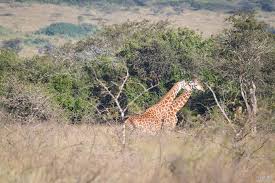 What’s the best itinerary for Rwanda’s national parks?