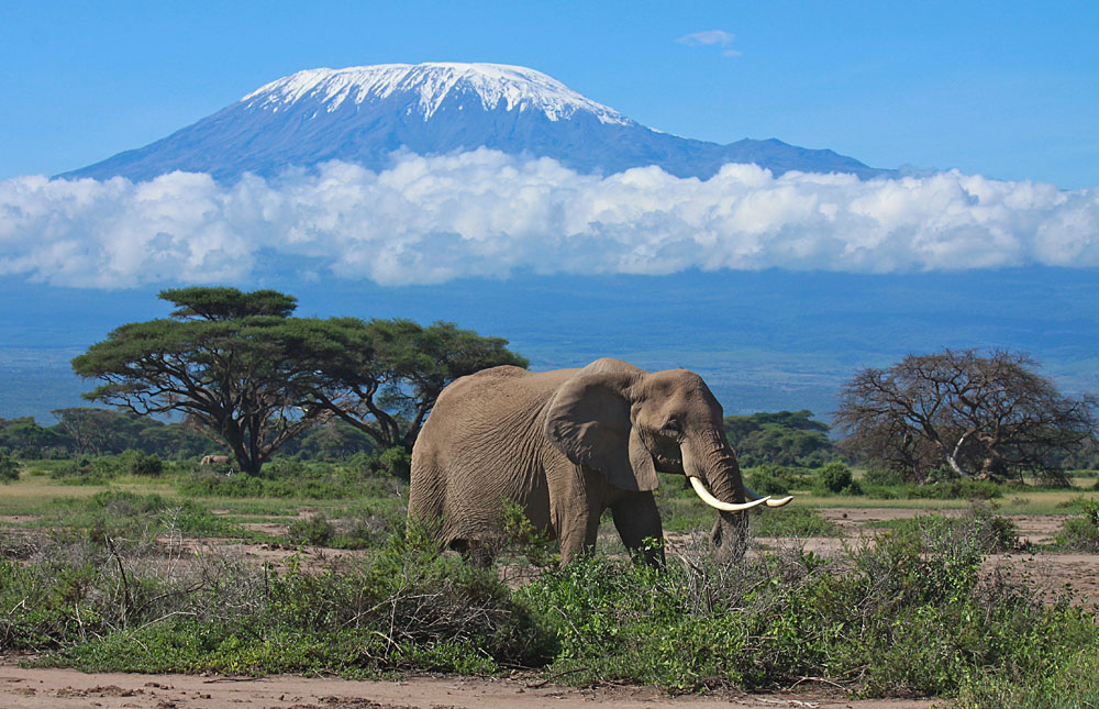 What’s the best park for elephant sightings in Kenya?