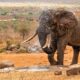 What’s the best park for elephant sightings in Kenya?