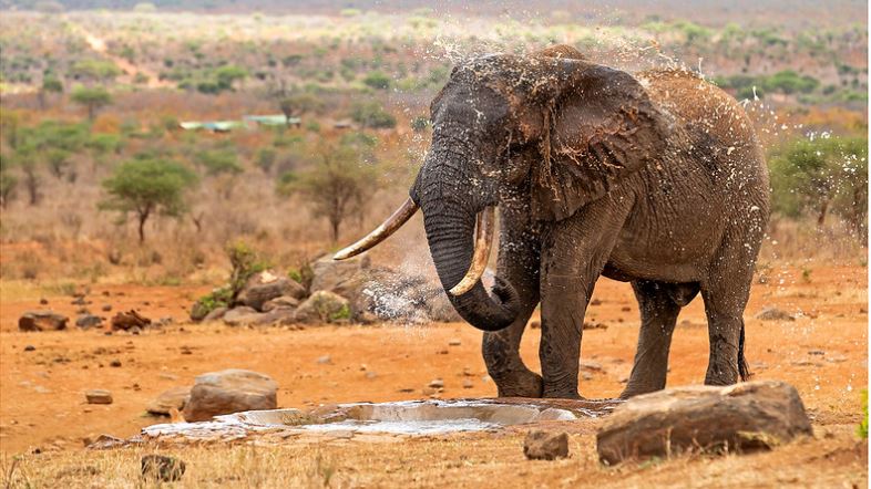 What’s the best park for elephant sightings in Kenya?