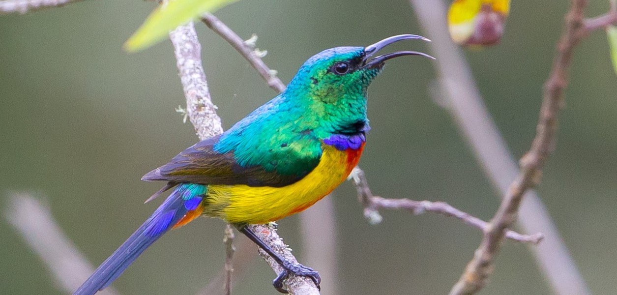 What’s the best time for birding in Rwanda?