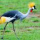 What’s the best time for birdwatching in Uganda?