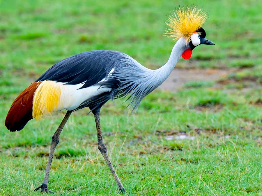 What’s the best time for birdwatching in Uganda?