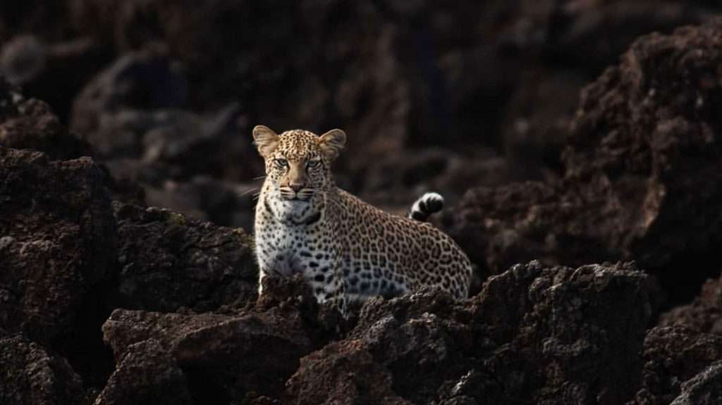 What’s the best time to visit Kenya for safari?