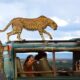 What’s the best time to visit Maasai Mara?