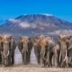 What’s the difference between Amboseli and Maasai Mara?