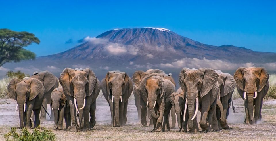 What’s the difference between Amboseli and Maasai Mara?