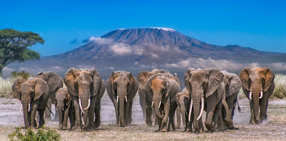 What’s the difference between Amboseli and Maasai Mara?