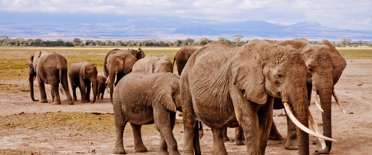 What’s the difference between Amboseli and Maasai Mara?