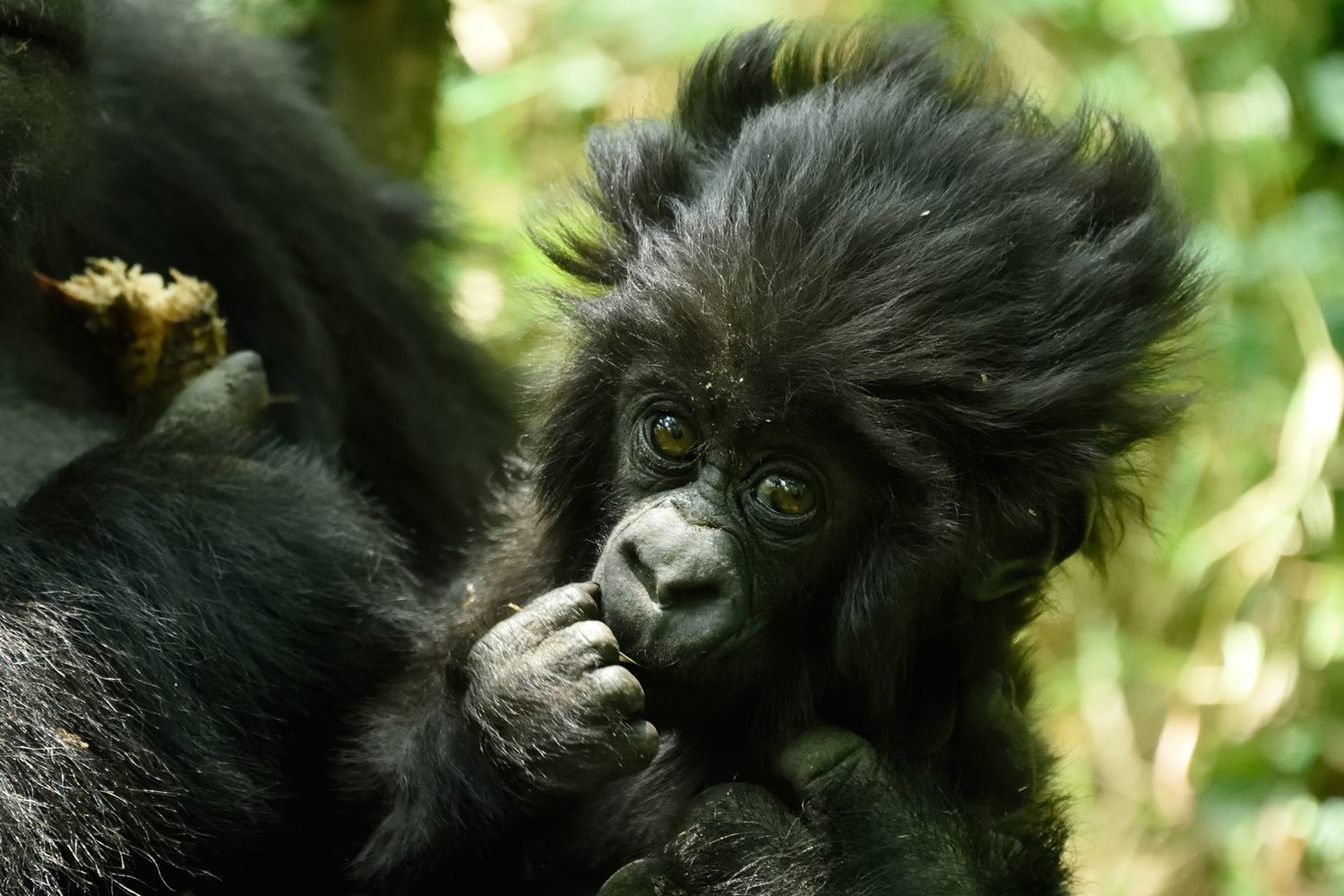 What’s the difference between Rwanda and Uganda for gorilla trekking?