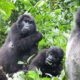 What’s the difference between Rwanda and Uganda for gorilla trekking?
