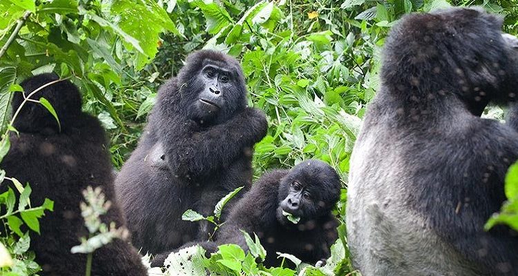 What’s the difference between Rwanda and Uganda for gorilla trekking?