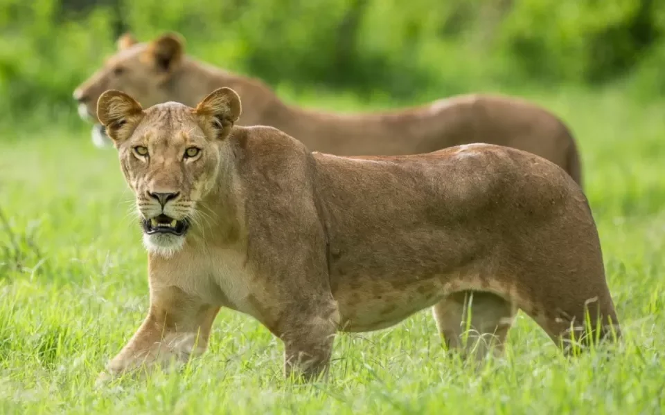 What’s the green season like in the Maasai Mara?
