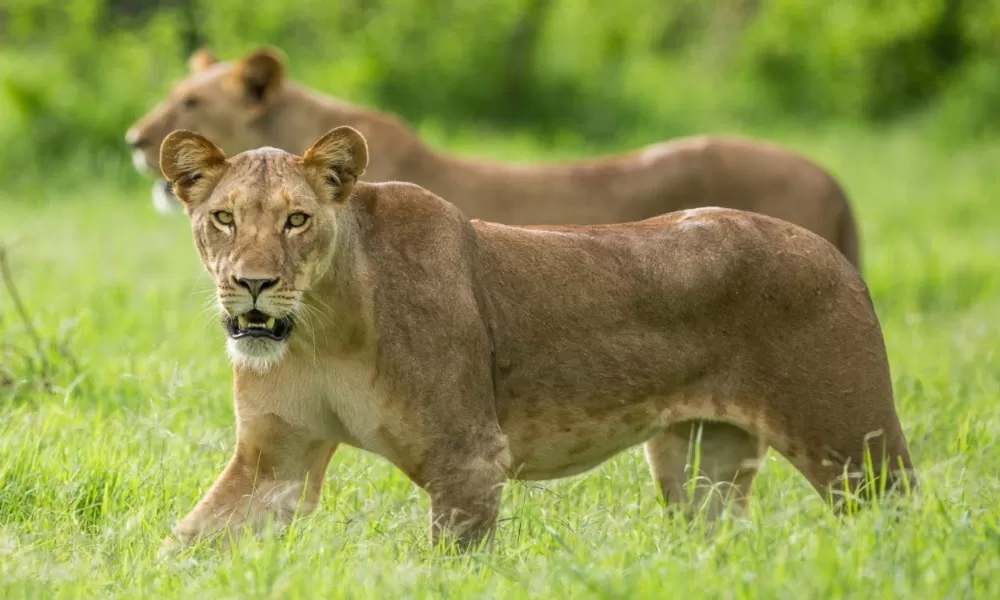 What’s the green season like in the Maasai Mara?