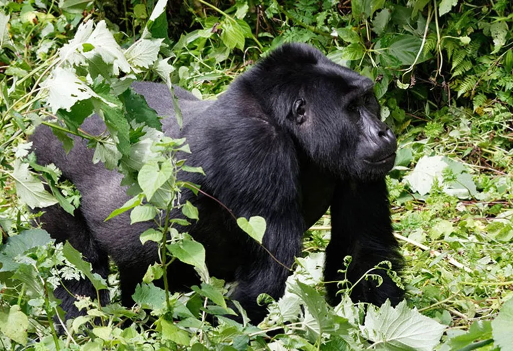 What’s the rainy season like in Uganda?