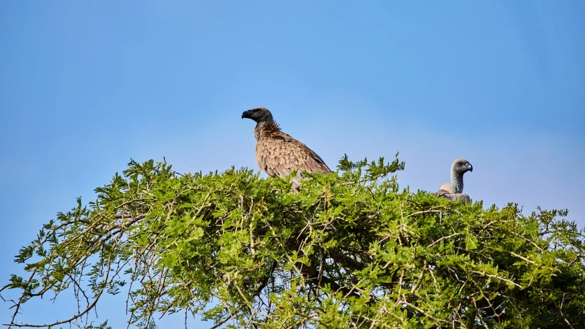 What’s the rainy season like in Uganda?