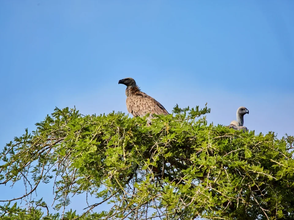 What’s the rainy season like in Uganda?