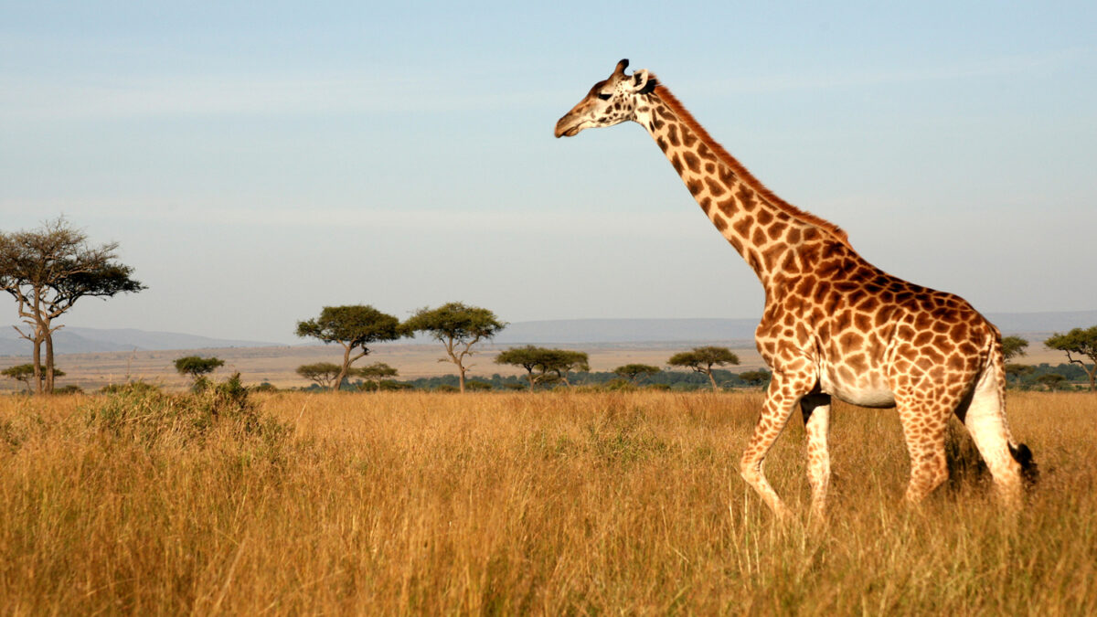 What’s the ultimate 14-day East Africa itinerary?