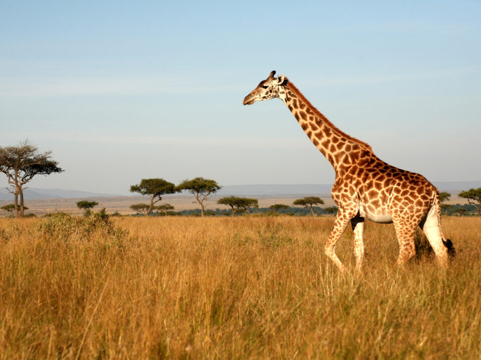 What’s the ultimate 14-day East Africa itinerary?