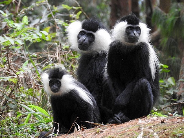 What’s unique about Nyungwe National Park?