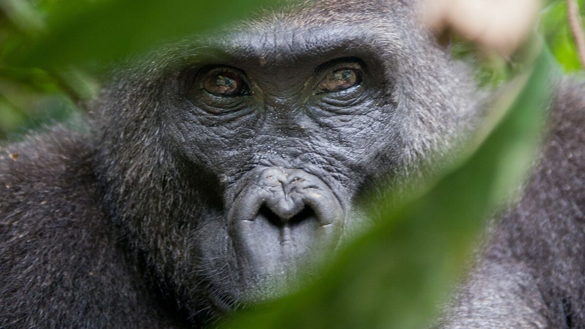 When is the best time for gorilla trekking in Rwanda?