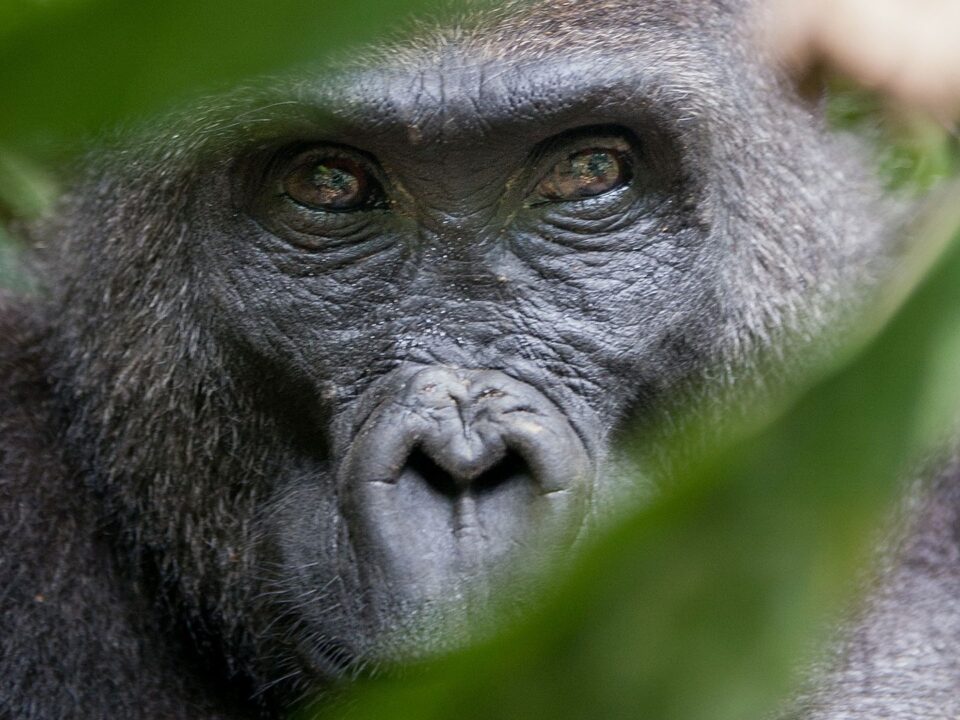 When is the best time for gorilla trekking in Rwanda?