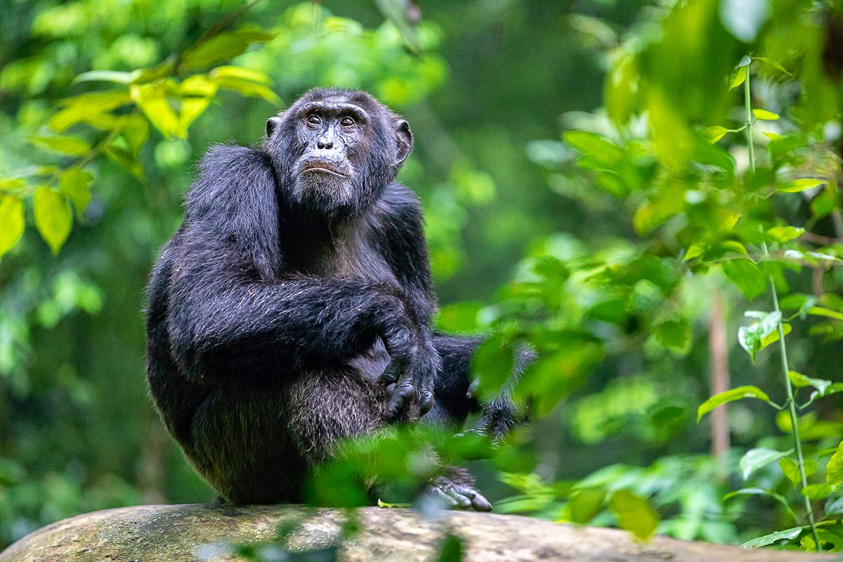 Where can I see chimpanzees in Rwanda?