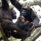 Where can I see chimpanzees in Rwanda?