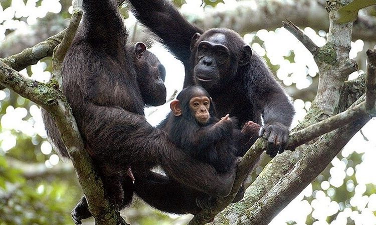Where can I see chimpanzees in Rwanda?