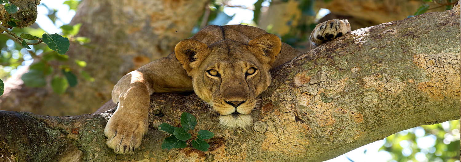 Why Choose Uganda for Your Next Safari