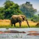 Why Choose Uganda for Your Next Safari