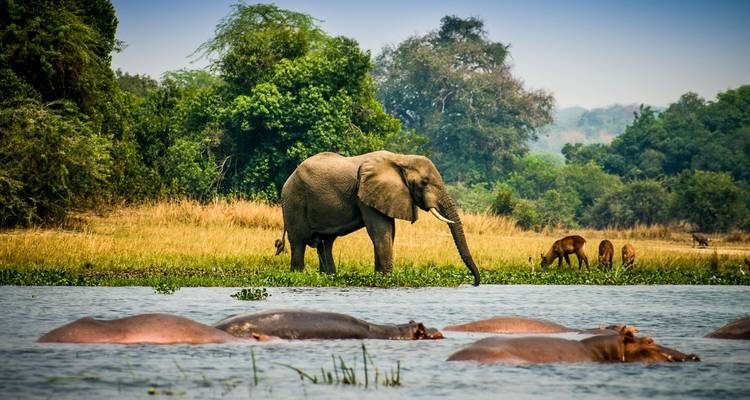 Why Choose Uganda for Your Next Safari