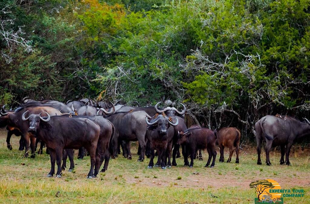 2 Days Akagera National Park Safari