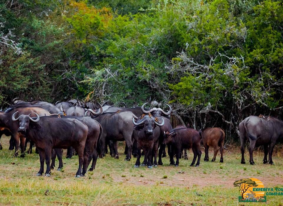 2 Days Akagera National Park Safari